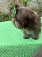Niko, a male Shih Tzu for sale in Corpus Christi, TX – 9 of 10
