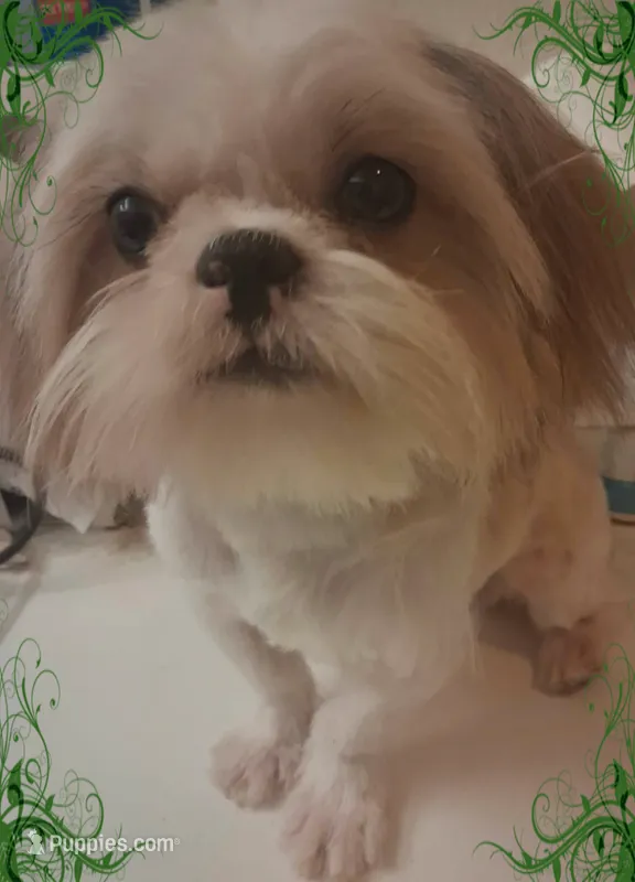 AKC Bester M – Shih Tzu puppy for sale in Corpus Christi, TX