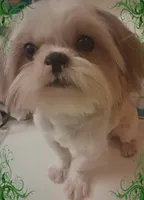 AKC Bester M, a male Shih Tzu for sale in Corpus Christi, TX – 1 of 1