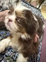 AKC PUFF THE MAGIC ShihTzu F, a female Shih Tzu for sale in Corpus Christi, TX – 4 of 10