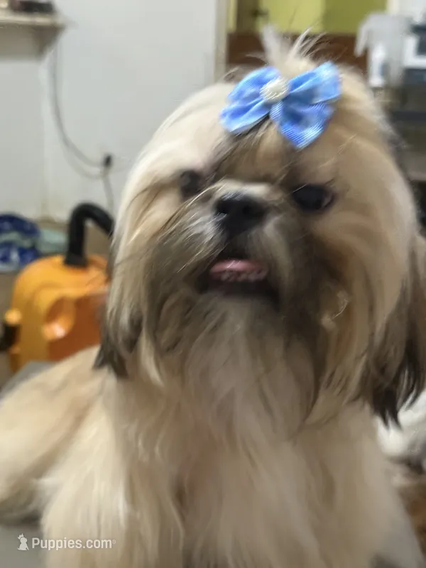 AKC Quinson M – Shih Tzu puppy for sale in Corpus Christi, TX