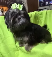 AKC Duster M, a male Shih Tzu for sale in Corpus Christi, TX – 3 of 5
