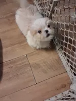 AKC Becker M, a male Shih Tzu for sale in Corpus Christi, TX – 5 of 5