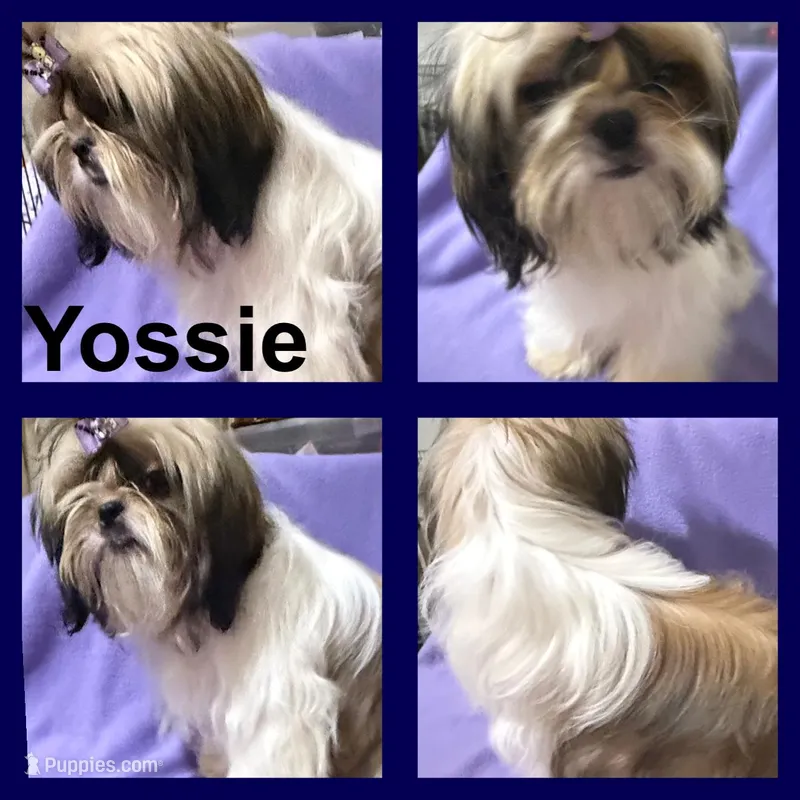 AKC Yossie – Shih Tzu puppy for sale in Corpus Christi, TX