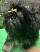 AKC Cunniel M, a male Shih Tzu for sale in Corpus Christi, TX – 1 of 9