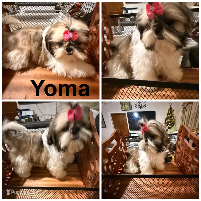 AKC Yoma