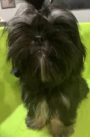 AKC Cunniel M, a male Shih Tzu for sale in Corpus Christi, TX – 5 of 6