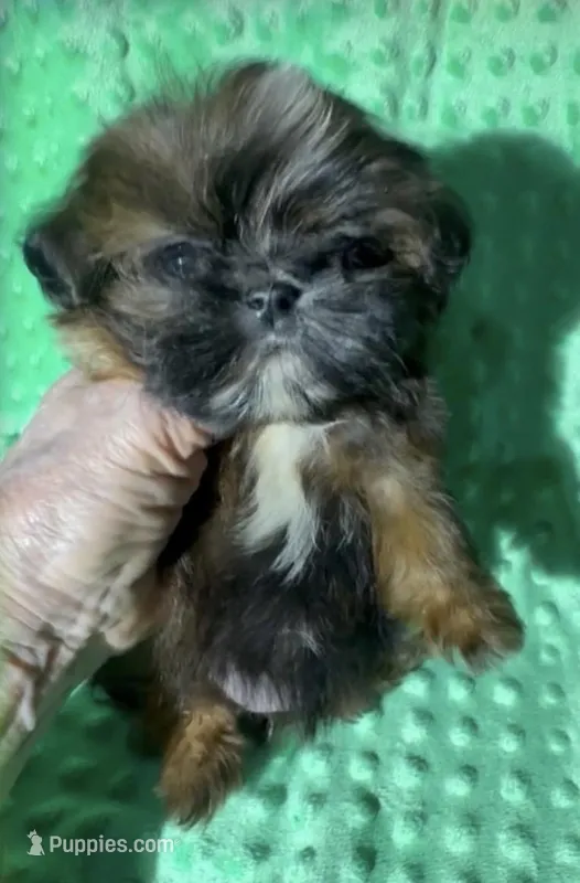 AKC Quinera – Shih Tzu puppy for sale in Corpus Christi, TX