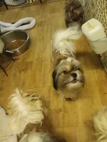 AKC Dulbert, a male Shih Tzu for sale in Corpus Christi, TX – Photo 1 of 5