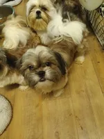 AKC Dulbert, a male Shih Tzu for sale in Corpus Christi, TX – Photo 5 of 5