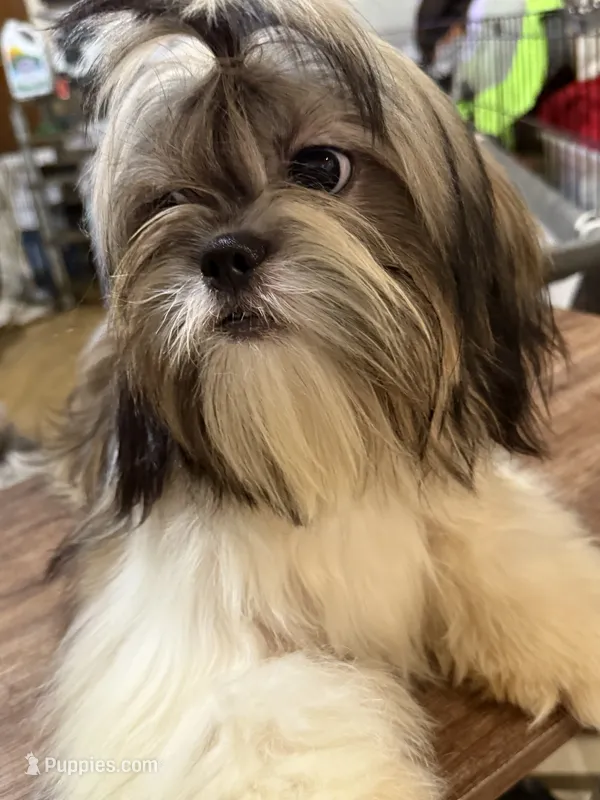 AKC Dulbert – Shih Tzu puppy for sale in Corpus Christi, TX