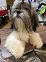 AKC Dulbert, a male Shih Tzu for sale in Corpus Christi, TX – Photo 3 of 5