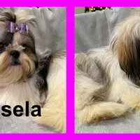 AKC Isela, a female Shih Tzu for sale in Corpus Christi, TX – Photo 2 of 2