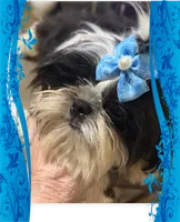 AKC Haskell M, a female Shih Tzu for sale in Corpus Christi, TX – 7 of 9