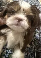 AKC PUFF THE MAGIC ShihTzu F, a female Shih Tzu for sale in Corpus Christi, TX – 8 of 10