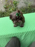 Niko, a male Shih Tzu for sale in Corpus Christi, TX – 8 of 10