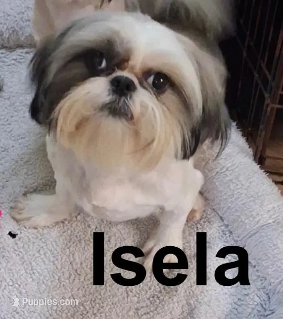 AKC Isela, a female Shih Tzu for sale in Corpus Christi, TX – Photo 1 of 2