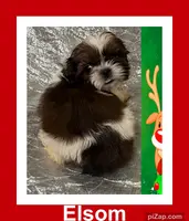 AKC Elsom, a male Shih Tzu for sale in Corpus Christi, TX – Photo 2 of 2