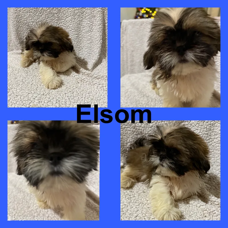 AKC Elsom