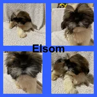 AKC Elsom, a male Shih Tzu for sale in Corpus Christi, TX – Photo 1 of 2
