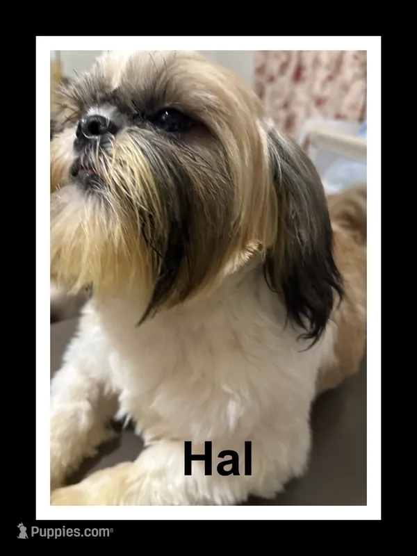 AKC Hal M – Shih Tzu puppy for sale in Corpus Christi, TX