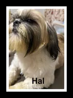 AKC Hal M, a male Shih Tzu for sale in Corpus Christi, TX – 1 of 2