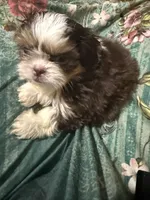 AKC PUFF THE MAGIC ShihTzu F, a female Shih Tzu for sale in Corpus Christi, TX – 9 of 10