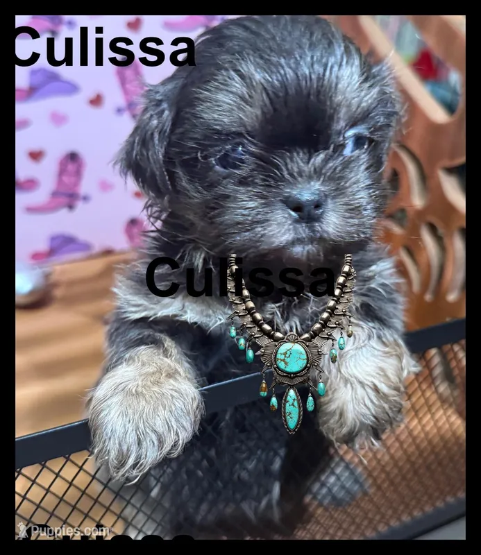 AKC Culissa – Shih Tzu puppy for sale in Corpus Christi, TX