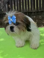 AKC Issa Onederful M, a male Shih Tzu for sale in Corpus Christi, TX – 2 of 10