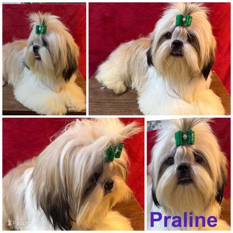 Praline