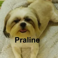 AKC Praline, a male Shih Tzu for sale in Corpus Christi, TX – Photo 2 of 2