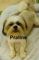 Praline, a male Shih Tzu for sale in Corpus Christi, TX – Photo 2 of 2