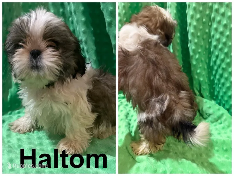 AKC Haltom – Shih Tzu puppy for sale in Corpus Christi, TX