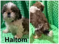 AKC Haltom M, a male Shih Tzu for sale in Corpus Christi, TX – 1 of 2