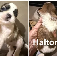 AKC Haltom M, a male Shih Tzu for sale in Corpus Christi, TX – 2 of 2