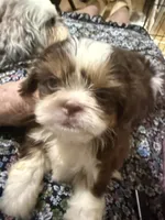 AKC PUFF THE MAGIC ShihTzu F, a female Shih Tzu for sale in Corpus Christi, TX – 6 of 10