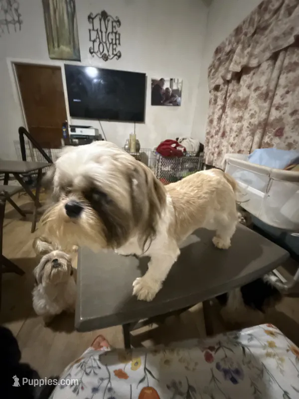 AKC Haldeen M – Shih Tzu puppy for sale in Corpus Christi, TX