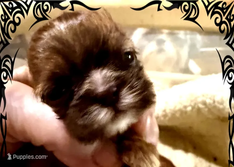 AKC Auden M – Shih Tzu puppy for sale in Corpus Christi, TX