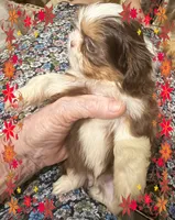 AKC PUFF THE MAGIC ShihTzu F, a female Shih Tzu for sale in Corpus Christi, TX – 2 of 10