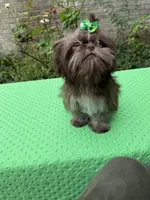 Niko, a male Shih Tzu for sale in Corpus Christi, TX – 10 of 10