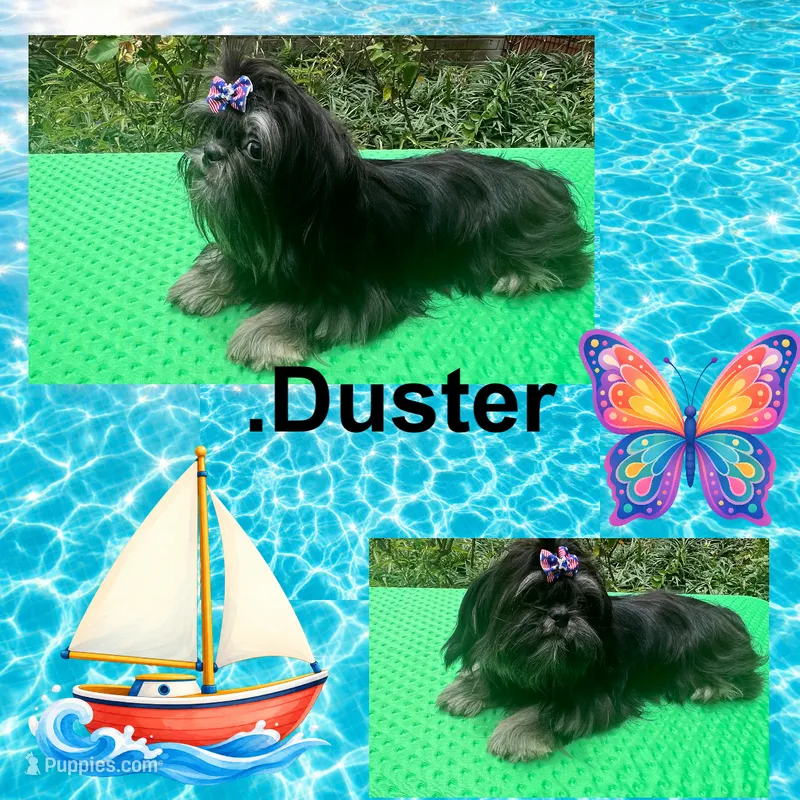 AKC Duster M – Shih Tzu puppy for sale in Corpus Christi, TX