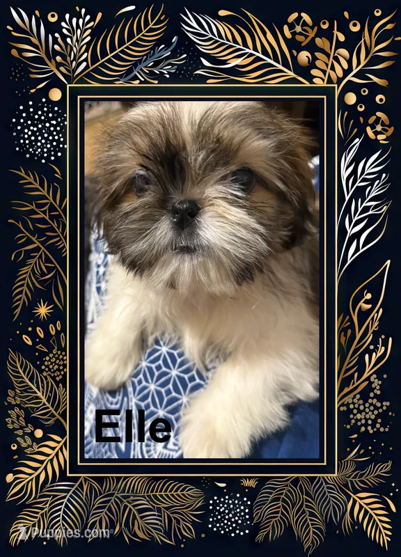 AKC Elle
