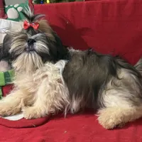 AKC Haldeen, a male Shih Tzu for sale in Corpus Christi, TX – Photo 4 of 8