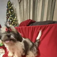 AKC Haldeen, a male Shih Tzu for sale in Corpus Christi, TX – Photo 2 of 8