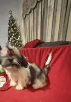 AKC Haldeen, a male Shih Tzu for sale in Corpus Christi, TX – Photo 2 of 8