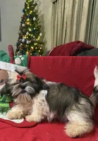 AKC Haldeen, a male Shih Tzu for sale in Corpus Christi, TX – Photo 6 of 8