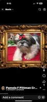 AKC Haldeen, a male Shih Tzu for sale in Corpus Christi, TX – Photo 1 of 8