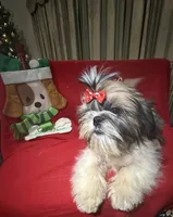 AKC Haldeen, a male Shih Tzu for sale in Corpus Christi, TX – Photo 3 of 8