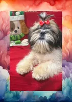 AKC Haldeen, a male Shih Tzu for sale in Corpus Christi, TX – Photo 7 of 8