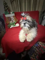 AKC Haldeen, a male Shih Tzu for sale in Corpus Christi, TX – Photo 8 of 8